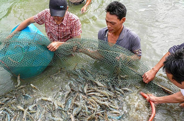 Đà Nẵng: Tổng sản lượng khai thác trong 11 tháng đầu năm 2022 ước đạt trên 34 nghìn tấn