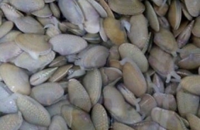 Chip chip clams