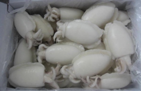 Frozen skinless squid IQF / Block