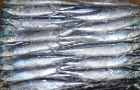 Mackerel whole /chunk IQF