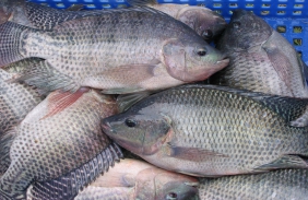 Tilapia